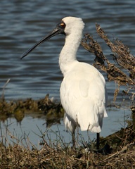 Spoonbill